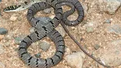 తిరుమల శేషాచలం కొండల్లోకి శ్రీలంక సర్పాలు ఎలా వచ్చాయి?