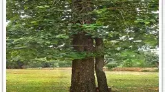 ప్రకృతి తిరుపతికే ప్రసాదించిన ఎర్రచందనం విశేషాలు