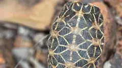 నక్షత్ర తాబేళ్లు ఎందుకు అంతరించిపోతున్నాయి?