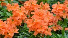 ప్రోత్సాహకం లేక  పరిమళించని అనంతపురం పూల సాగు