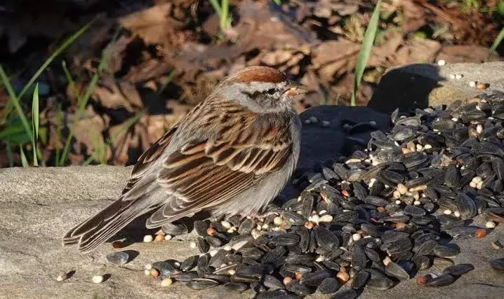 మనిషి చిరకాల నేస్తం కనుమరుగవుతున్నాడు...