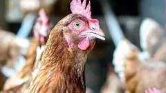 ఆంధ్రాలో  బర్డ్ ఫ్లూ హై ఎలెర్ట్.  మరిపుడు చికెన్ తినవచ్చా?