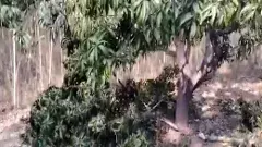 తెలంగాణలో అకాలవర్షాలు, దెబ్బతిన్న పంటలు