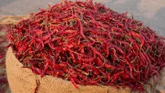 పంట కోయలేక.. చేలో వదల్లేక! మిర్చి రైతుల గుండెకోత!