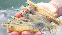 ఏపీ రొయ్యలపై ట్రంప్ టారీఫ్ ఎఫెక్ట్