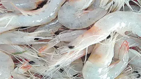 రొయ్యల ఎగుమతులపై యుద్ధ ప్రభావం ఎంత?