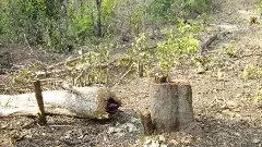 తెలంగాణలో పోడు,ప్రాజెక్టుల కోసం 12 లక్షల ఎకరాల అడవులను నరికారు