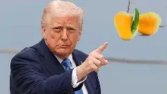 తెలంగాణ మామిడి రైతులకు ట్రంప్ దెబ్బ