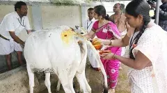 టీటీడీ గోశాలలో వందలాది గోవులెలా చనిపోయాయి?