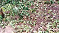 అకాల వర్షాలతో  తెగుళ్లతో మామిడి రైతులు విలవిల