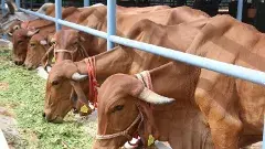 శ్రీవారి ఆవులతో రాజకీయ ఆటాడుతున్నారా?