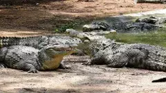 జంతువులపై వెల్లివిరిసిన ప్రేమ, జూపార్కులో వన్యప్రాణుల దత్తత