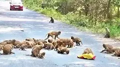 తెలంగాణలో కోతుల బెడద తీరేదెన్నడు?