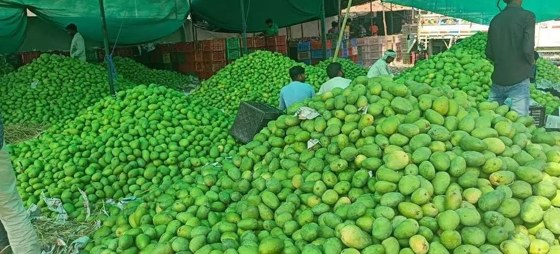 తెలంగాణ మామిడి రైతులకు ‘చేదు’ ఫలాలు