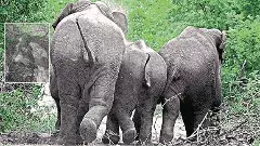 Elephants attack ఏనుగుల బీభత్సం