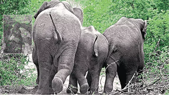 Elephants attack ఏనుగుల బీభత్సం Elephants attack ఏనుగుల బీభత్సం