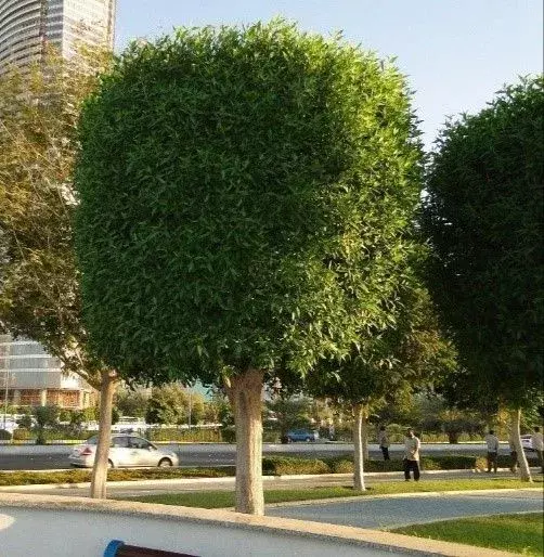 మొక్కలకు విదేశీ ముద్రవేయడం తప్పు...