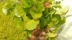 అతడి పోలమే ఒక ఔషధశాల