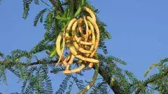 మేలు కంటే కీడెక్కువ చేస్తున్న సీమ బాబుల్