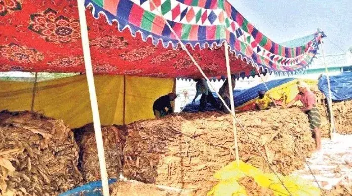 నల్లబర్లీ పొగాకు రైతుల జీవితాలను నాశనం చేసిన వ్యాపారులు!