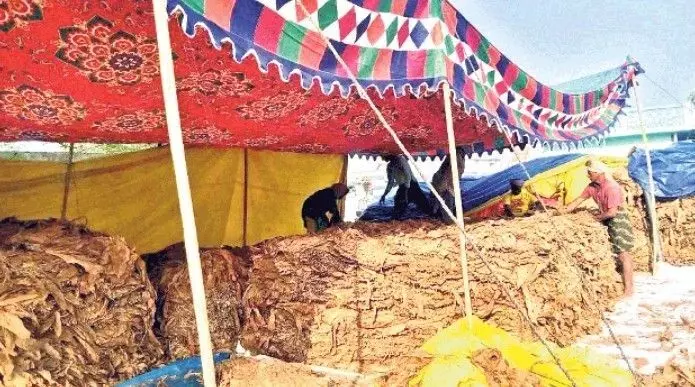 నల్లబర్లీ పొగాకు రైతుల జీవితాలను నాశనం చేసిన వ్యాపారులు! నల్లబర్లీ పొగాకు రైతుల జీవితాలను నాశనం చేసిన వ్యాపారులు!
