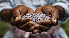 పత్తిపంటకు నకిలీ విత్తనాల పీడ