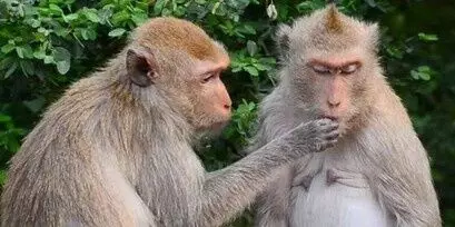 రామప్పకు రానున్న సుందరీమణులు, కోతులు, పాముల పట్టివేతకు క్యాచర్స్ రామప్పకు రానున్న సుందరీమణులు, కోతులు, పాముల పట్టివేతకు క్యాచర్స్