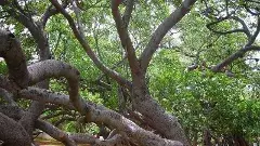 పర్యాటకశాఖ మంత్రి జిల్లాకు ప్రపంచ అందాల భామలు