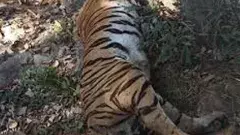 తెలంగాణ అభయారణ్యంలో పులుల మృత్యువాత