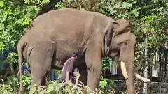 ఏపీకి కుంకీ ఏనుగులు