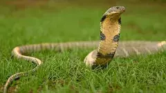 ఈస్టర్న్‌ ఘాట్స్‌లో కోబ్రాలే కింగ్స్‌!