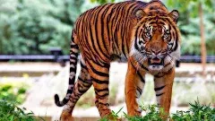 తెలంగాణలో పులుల సంరక్షణకు మరో టైగర్ రిజర్వు