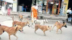 కుక్క కాట్లకు చనిపోతేనే వీధి కుక్కలు గుర్తుకొచ్చాయా?
