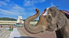 తిరుమల:క్రీ.శ 614 నాటి విగ్రహ ఆవిర్భావ వేడుక