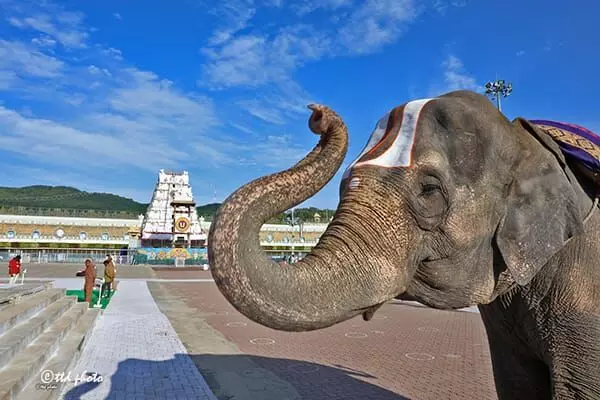 తిరుమల:క్రీ.శ 614 నాటి విగ్రహ ఆవిర్భావ వేడుక తిరుమల:క్రీ.శ 614 నాటి విగ్రహ ఆవిర్భావ వేడుక