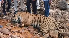 తెలంగాణలో వన్యప్రాణుల వేటను అరికట్టేందుకు స్పెషల్ డ్రైవ్