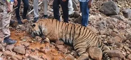 తెలంగాణలో వన్యప్రాణుల వేటను అరికట్టేందుకు స్పెషల్ డ్రైవ్ తెలంగాణలో వన్యప్రాణుల వేటను అరికట్టేందుకు స్పెషల్ డ్రైవ్
