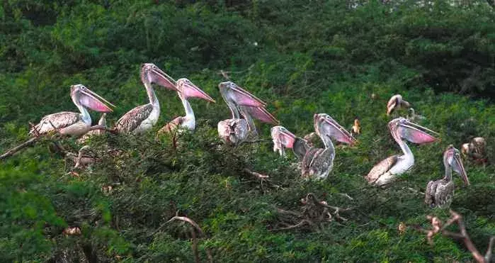 ఉప్పలపాడు వలస పక్షులు వర్ధిలాలి...