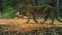 తిరుమల కాలిబాటలో 7వ మైలు వద్ద  కమాండ్ కంట్రోల్ రూం