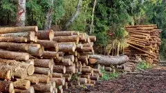 ఆంధ్రాలో అడవులు కుంచించుకుపోతున్నాయ్...