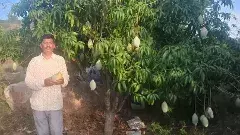 చిత్తూరు మామిడి రైతులకు యుక్రెయిన్ యుద్ధం దెబ్బ