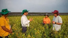 ఆంధ్రా కంది రైతులకు శుభ వార్త