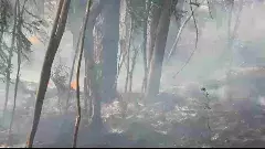 TIRUMALA || తిరుమల కొండల్లో  అగ్నిప్రమాదం..!