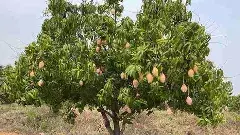 తోతాపురి మామిడి అంతరాష్ట్ర సమస్యగా ఎందుకు మారింది..?!