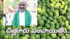 మామిడి తగువుకు మంత్రి అచ్చెన్న ఏ మంత్రం వేస్తారు?