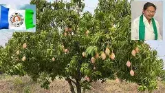 YCP | చిత్తూరులో తోతాపురి మామిడి రైతులను ఆదుకోండి