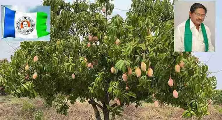 YCP | చిత్తూరులో తోతాపురి మామిడి రైతులను ఆదుకోండి YCP | చిత్తూరులో తోతాపురి మామిడి రైతులను ఆదుకోండి