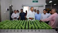 యూపీ దసరి మామిడి దుబాయ్‌కి ఎగుమతి