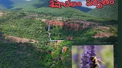 శేషాచలంలోకి అమెరికా వడ్రింగి తేనెటీగ