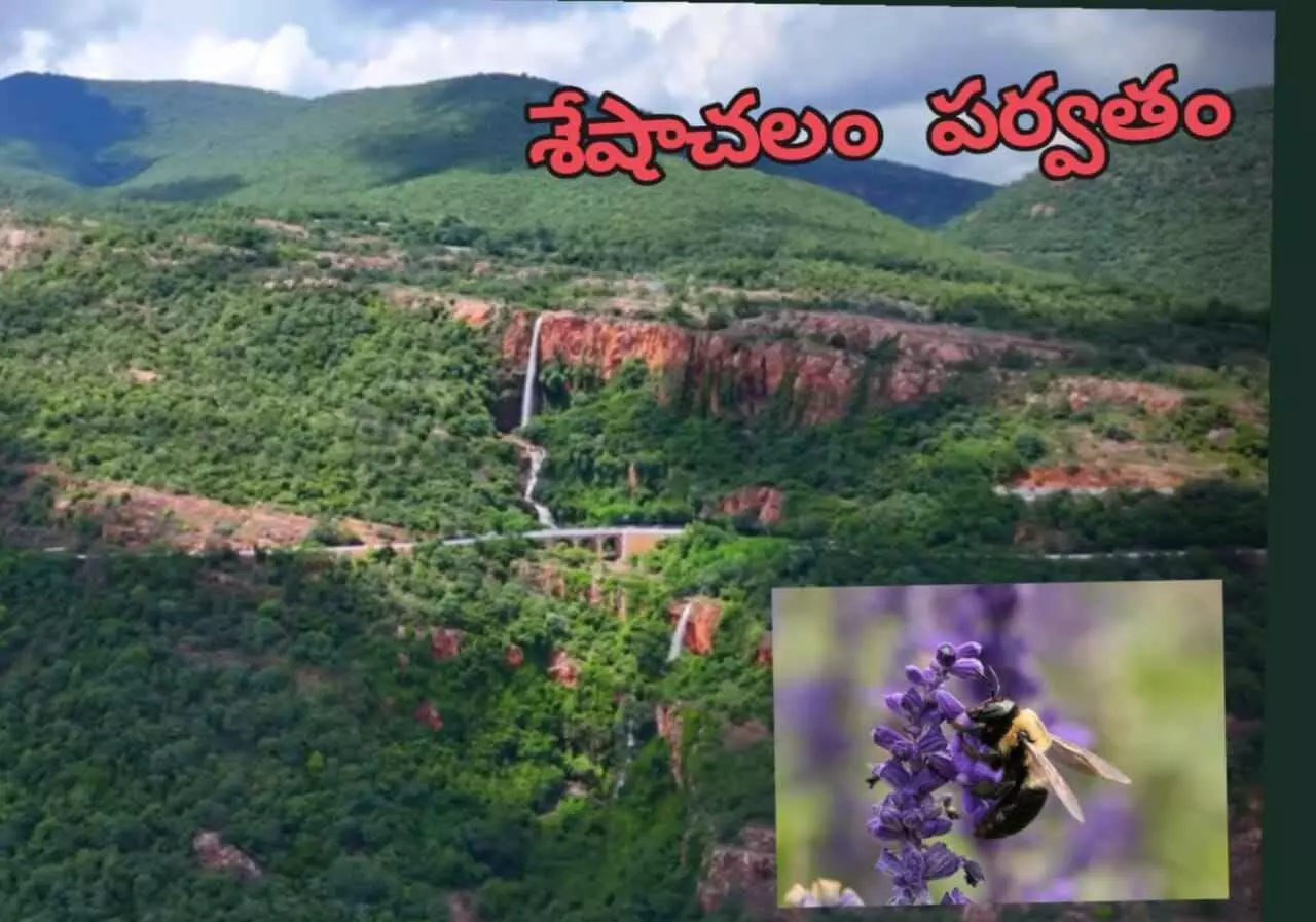 శేషాచలంలోకి అమెరికా వడ్రింగి తేనెటీగ శేషాచలంలోకి అమెరికా వడ్రింగి తేనెటీగ